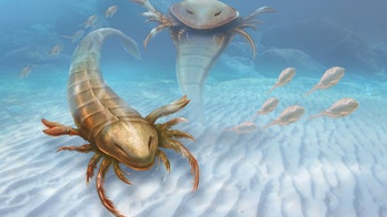 8-foot sea scorpions swam the ocean 500M years ago had massive claws to catch prey