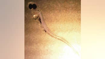 Eating plastic is making young fish slower, stupid