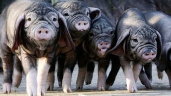 Iowa farmer says he's grown the perfect American pig