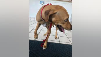 North Carolina man chops copperhead snake into 'a dozen pieces' after it bites family dog