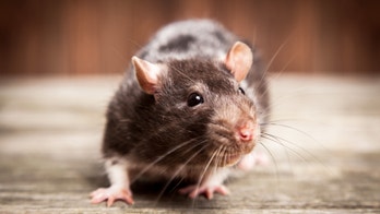 Unusual rat virus strikes 8 people in Illinois and Wisconsin