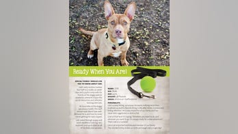 How to Write a Killer Pet Resume (Because Now Landlords Want to See Pet Resumes)