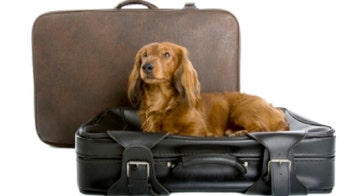 Experts: Holiday travel with pets is worth hassle