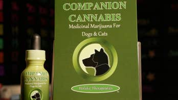 Nevada bill would allow sick pets to use medical marijuana