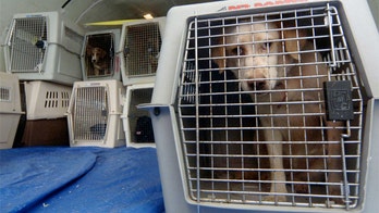 6 animal disasters which remind us why airline pet fees might be justified