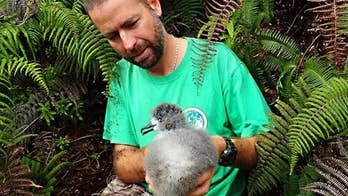 First class treatment for endangered Hawaiian petrels
