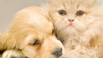 Albuquerque tops list as destination for pet-friendly travelers