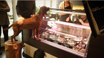 Gourmet restaurant for pets opens in Berlin