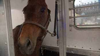 Horse escapes Philadelphia park, gallops through city