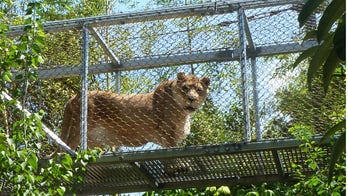 Philadelphia Zoo euthanizes 25-year-old lion, believed to be oldest held in US