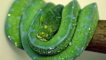 Exotic mini-zoo seized from Singapore flat