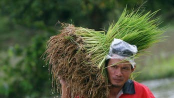 Thailand cuts rice-buying subsidy after big losses