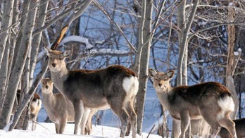 Wolf urine, lion's roar keep deer from Japan transport