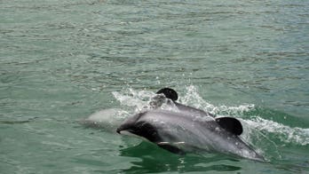 Scientists demand New Zealand ban fishing where rare dolphin lives