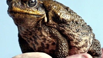 Cane toads 'wiping out' mini crocodiles Down Under