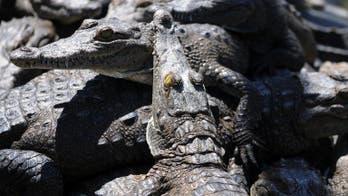 Philippines finds huge hoard of endangered species