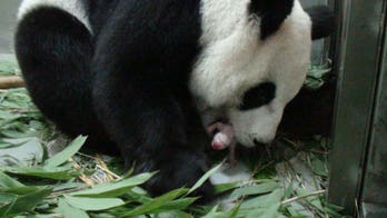 Giant panda donated by China gives birth in Taiwan