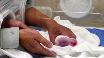 Public must wait to see first Taiwan-born panda