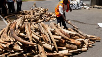 Kenya seizes three tonnes of ivory at port