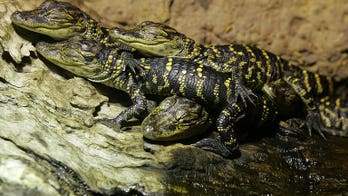 Thieves steal exotic reptiles from Australian zoo