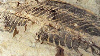 Australian builders unearth city fossil trove