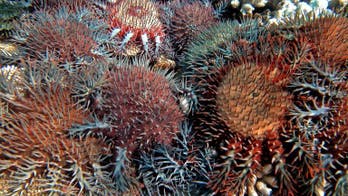 Australia pledges more cash to battle reef starfish