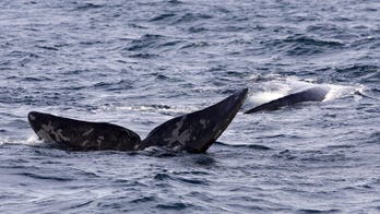 Dead southern right whale excites scientists