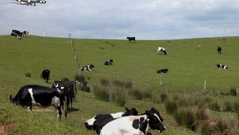 New Zealand dairy giant issues global botulism alert