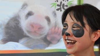 Baby-shower thrown for 1st panda born in Taiwan