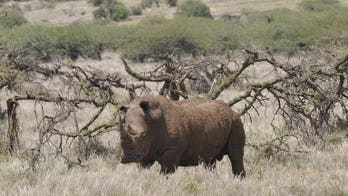 Poachers shoot dead rhino in Kenyan capital park
