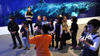 World-first study tracks dwarf minke whales