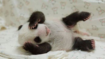 Taiwan panda cub spends first night with mother