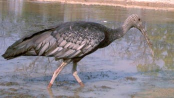 New endangered giant ibis found in Cambodia