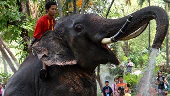 Thai police seize 16 'illegal' elephants