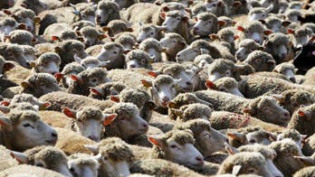S. Africa's 'cruel' livestock export under fire