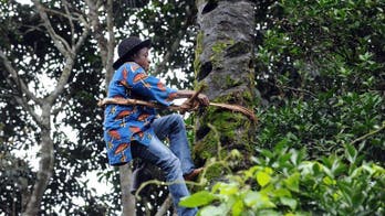 Nigeria palm wine tappers face tough climb to success