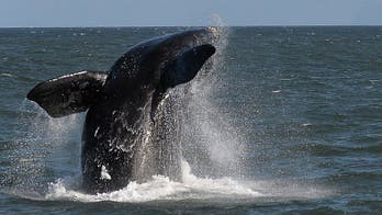 Africa's 'right-on' whale capital