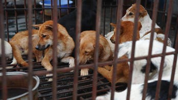Hundreds of Vietnam villagers admit lynching dog-snatchers