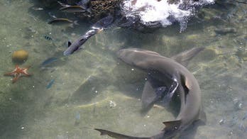 Shark overfishing endangers reefs: Australian study