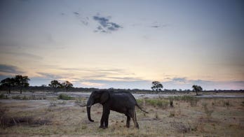 Experts to probe deaths of 64 elephants in Zimbabwe park