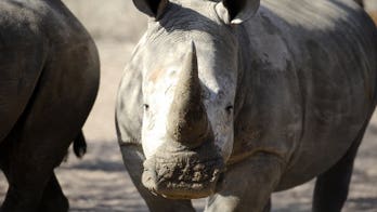 S. Africa rhino poaching toll hits record near 700