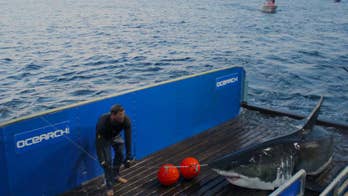 16-foot, 3,500-pound great white shark spotted again off Jersey Shore