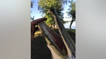 Rare alligator gar caught in Indiana