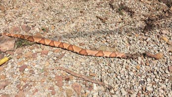 Elderly woman kills copperhead snakes with shotgun, shovel and rake handle