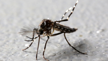Zika virus sexually transmitted in Florida, officials say