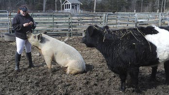 Blind cow that lost pig pal gets new friend in rescued calf
