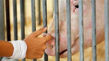 Swine flu found at Ohio county fair; hogs to be slaughtered