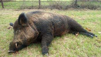 East Texas man takes down 416-pound wild hog in backyard