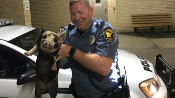 New Jersey police rescue wandering pig, name him 'Pork Roll'