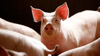 Manitoba confirms new case of deadly PED virus on pig farm